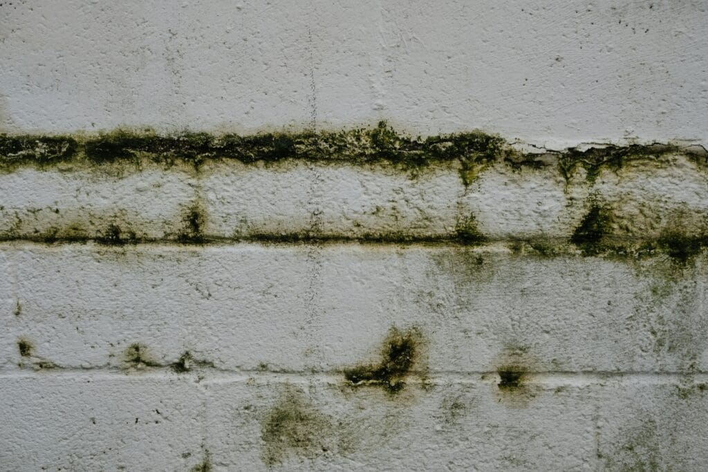 Solving Leaks & Damp Issues - 2 - The Maxify